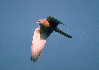 Habitat(Faucon crécerellette)
